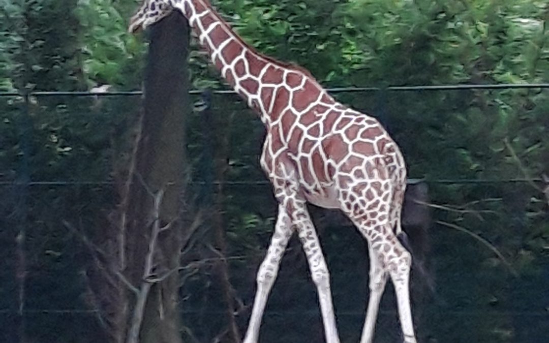 Wir gehen zur DreamNight des Frankfurter Zoos …