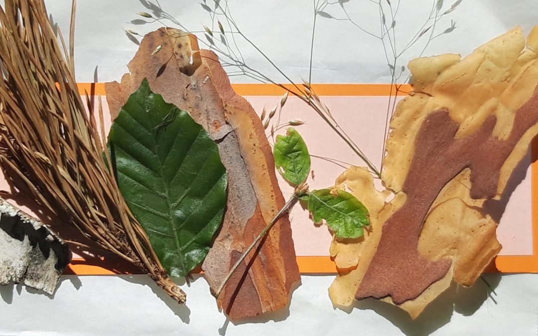 11. Oktober 2025 – Familien-Wald-Abenteuer für die ganze Familie