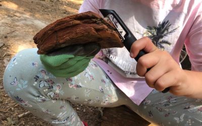 02. Mai 2026 – Einladung zum Familien-Wald-Abenteuer